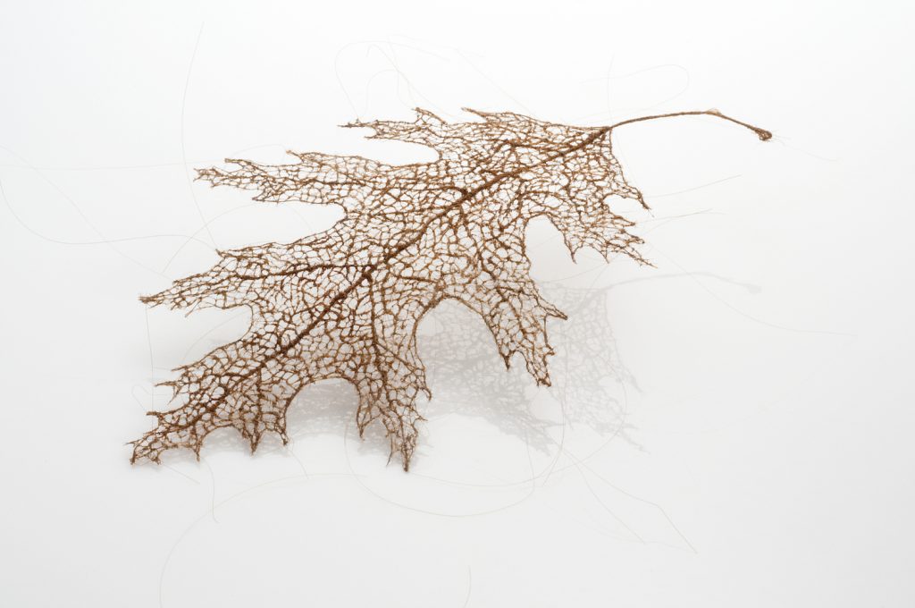 An auburn, delicate skeletal leaf with intricate vein patterns rests on a white surface. The veins form a network of fine lines, creating a lace-like appearance. The leafs shadow is faintly visible on the surface.