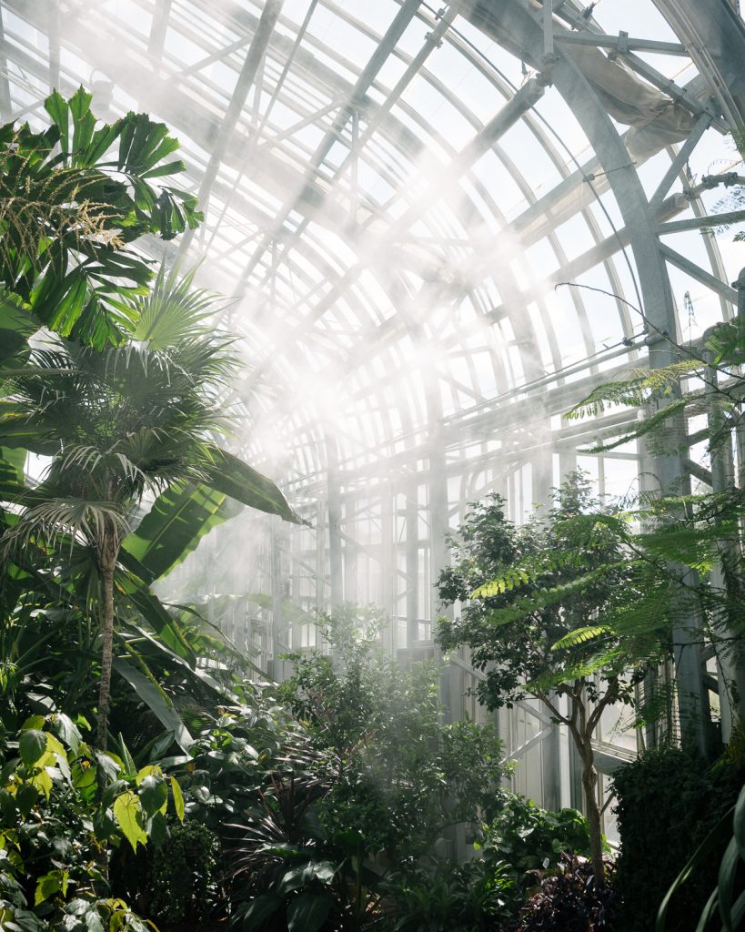 A sunlit greenhouse filled with lush green plants and tropical foliage. Sunlight streams through the glass roof, creating a bright and peaceful atmosphere. Mist appears to be spraying, adding a fresh ambience to the environment.